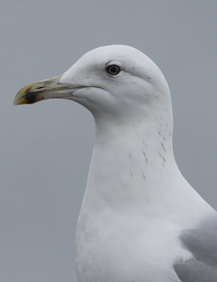Pontische Meeuw 10