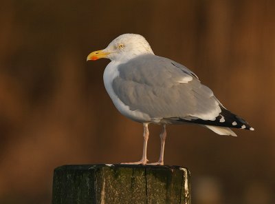 Zilvermeeuw 20