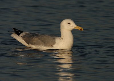 Pontische Meeuw 17