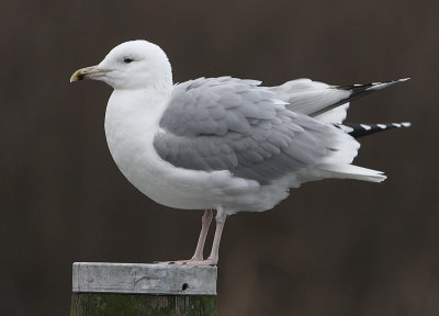 Pontische Meeuw 19