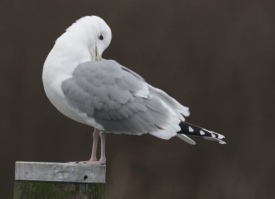 Pontische Meeuw 20