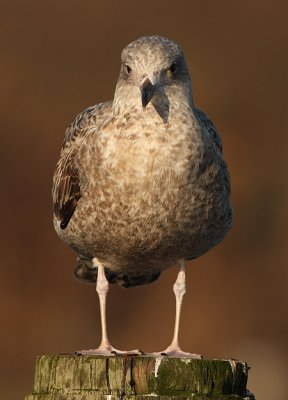 Zilvermeeuw frontal