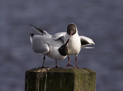 Kokmeeuw 19