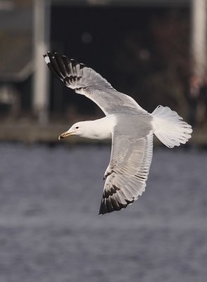 Pontische Meeuw 25