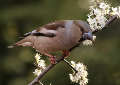 Appelvink 1