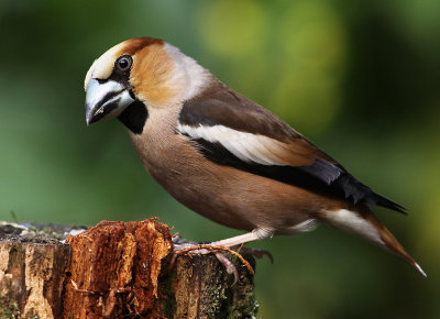 Appelvink 6