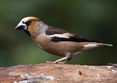 Appelvink 7