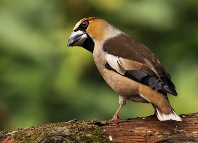 Appelvink 8