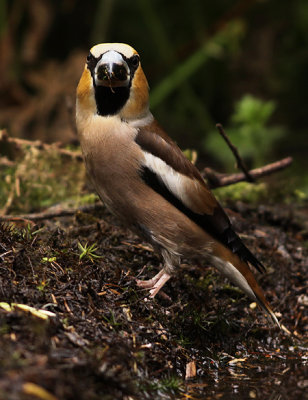 Appelvink frontal