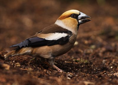 Appelvink 11