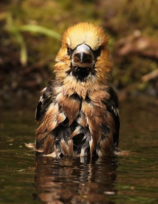 Appelvink frontal