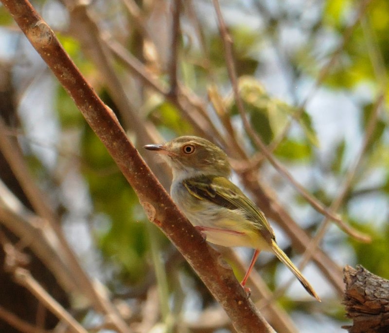 Pale-eyed Pygmy-Tyrant