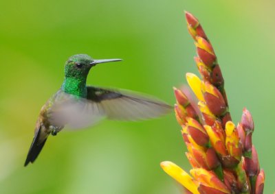 Copper-rumped Hummingbird
