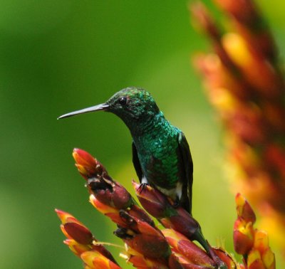 Copper-rumped Hummingbird