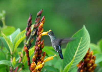 Long-billed Starthroat
