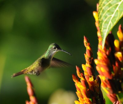 White-chested Emerald