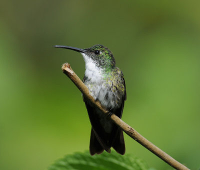 White-chested Emerald