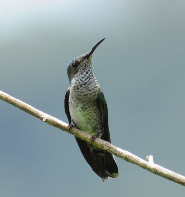 White-necked Jacobin (female)