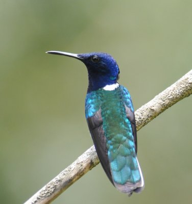White-necked Jacobin (male)