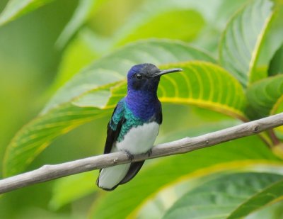 White-necked Jacobin (male)