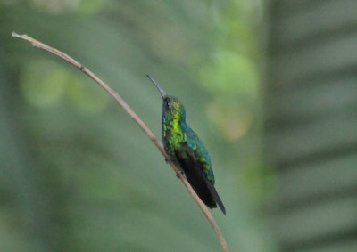 White-tailed Sabrewing