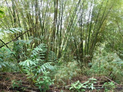 Bamboo