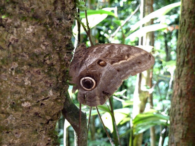 Owl Butterfly