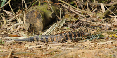 Tiger Lizard