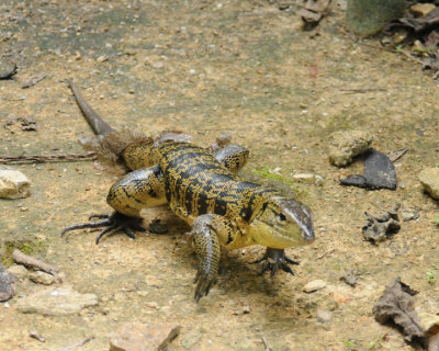 Tiger Lizard