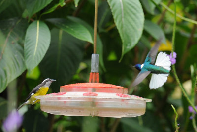 Bananaquit & White-necked Jacobin (male)