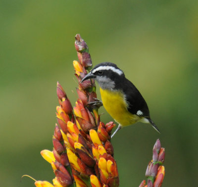 Bananaquit