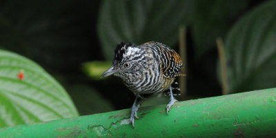 Barred Antshrike (male)