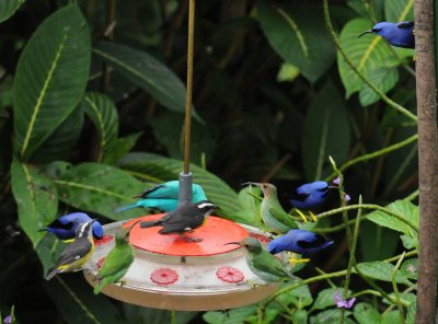 Birds At Feeder