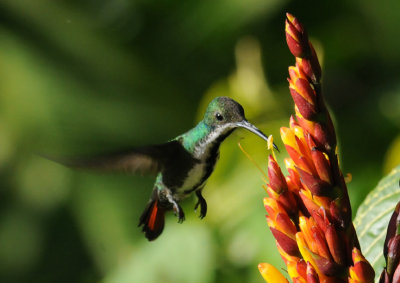 Black-throated Mango (female)
