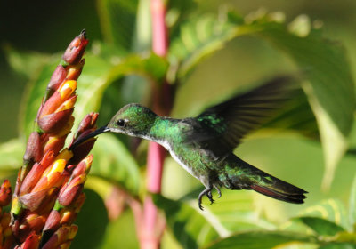 Black-throated Mango (female)