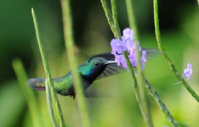 Black-throated Mango (male)