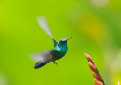 Blue-chinned Sapphire (male)