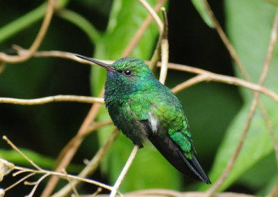 Blue-chinned Sapphire (male)