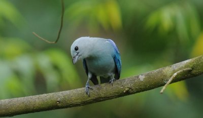 Blue-gray Tanager
