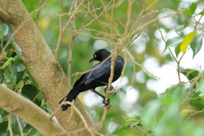 Carib Grackle