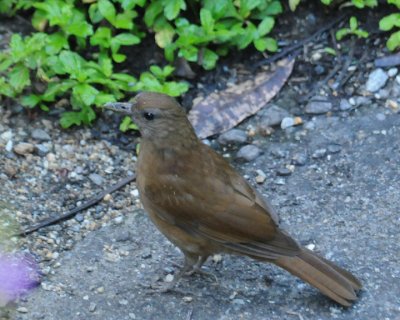 Cocoa Thrush