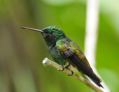 Copper-rumped Humminbird