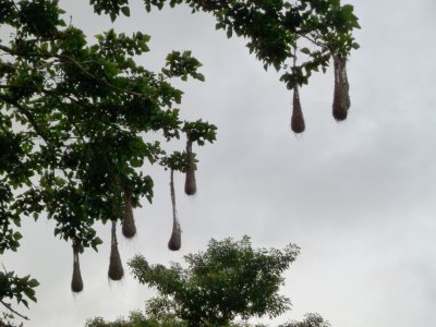 Crested Oropendola Nests