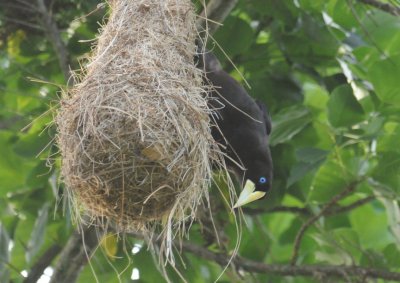 Crested Oropendola at Nest