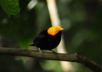 Golden-headed Manakin (male)