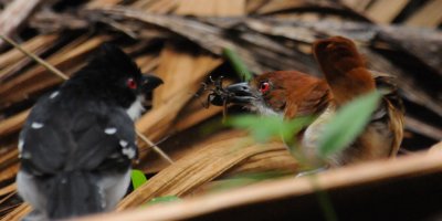 Great Antshrike, male feeding female or juvenile