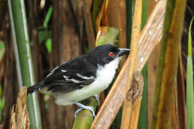 Great Antshrike (male)