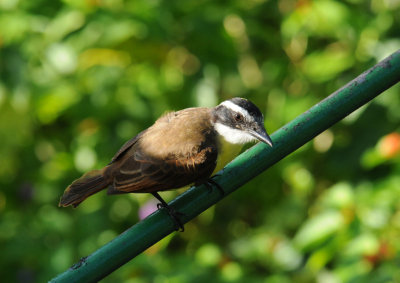 Great Kiskadee