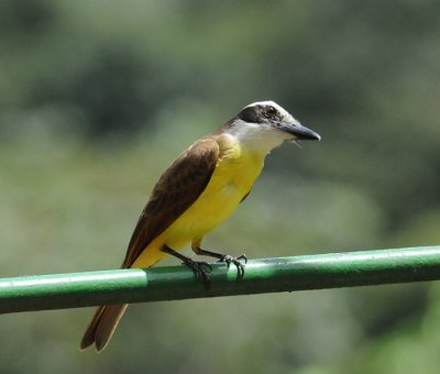 Great Kiskadee