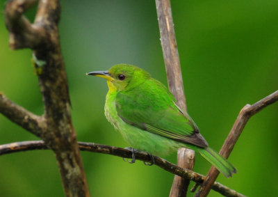 Green Honeycreeper (female)
